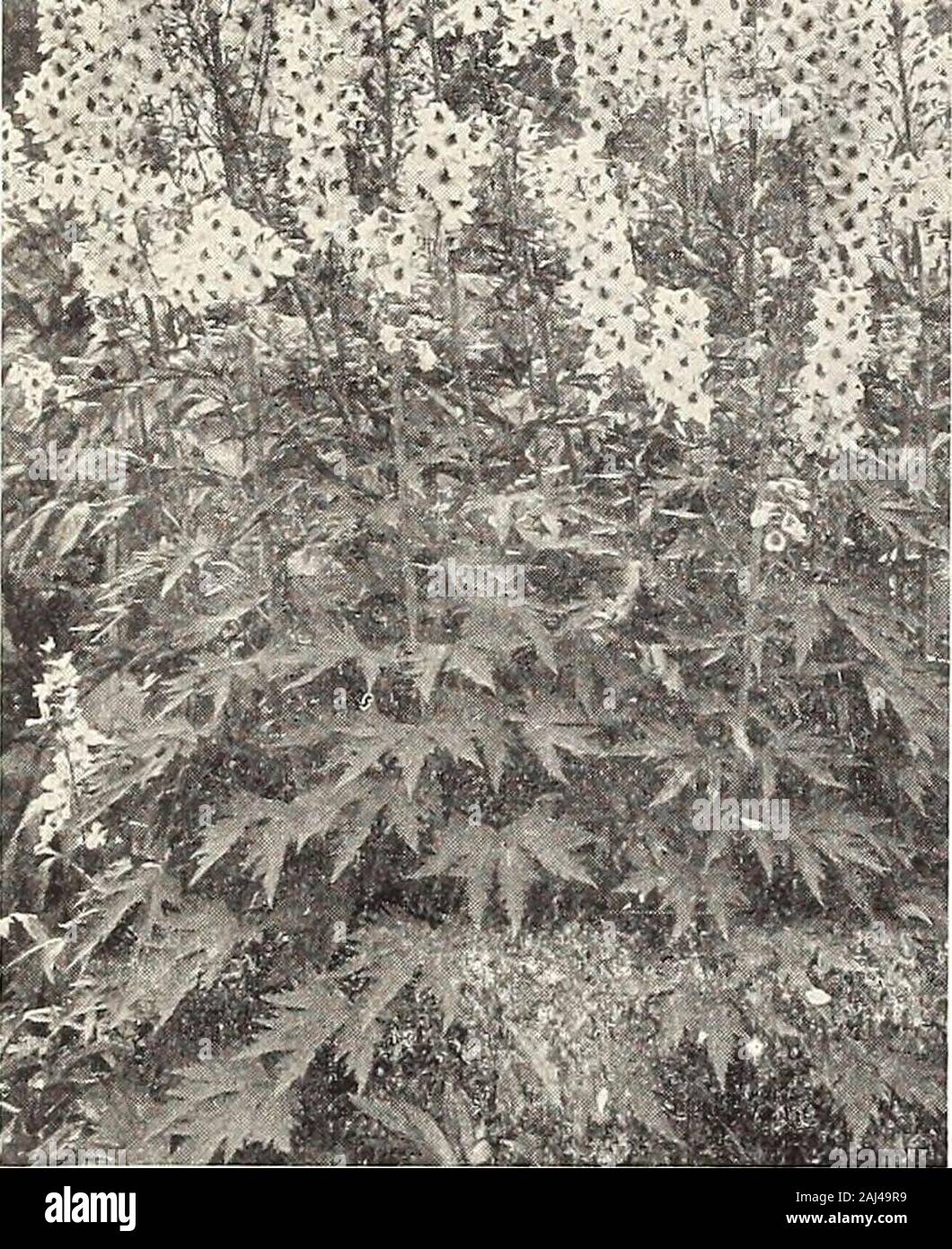 Wüstenrose Zwiebeln Gemischte Farben - Winterharte Mehrjährige Pflanze Mit Doppelten Blütenblättern