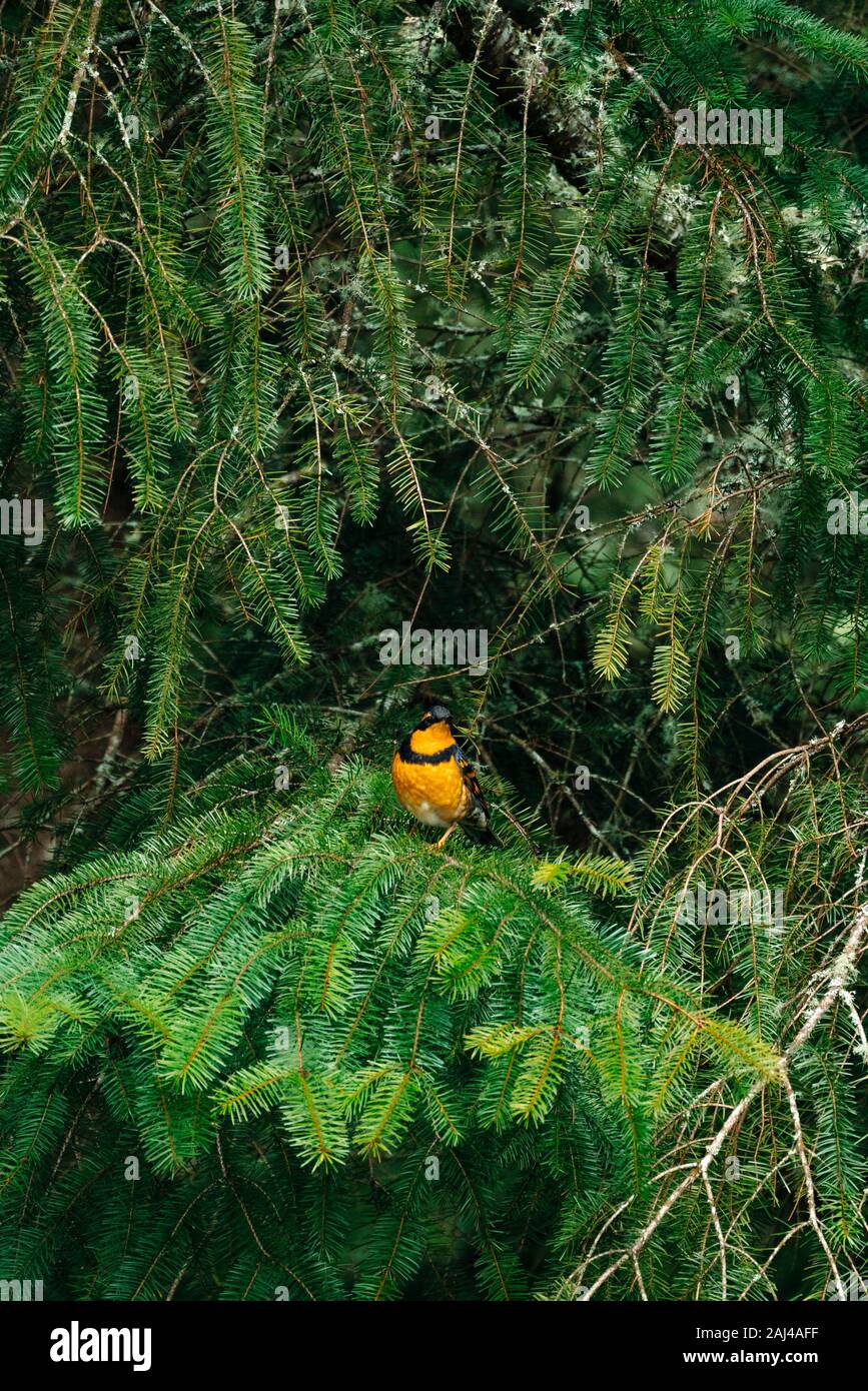 Gerade Ansicht eines abwechslungsreichen Thrush Vogels in einer grünen Kiefer Stockfoto