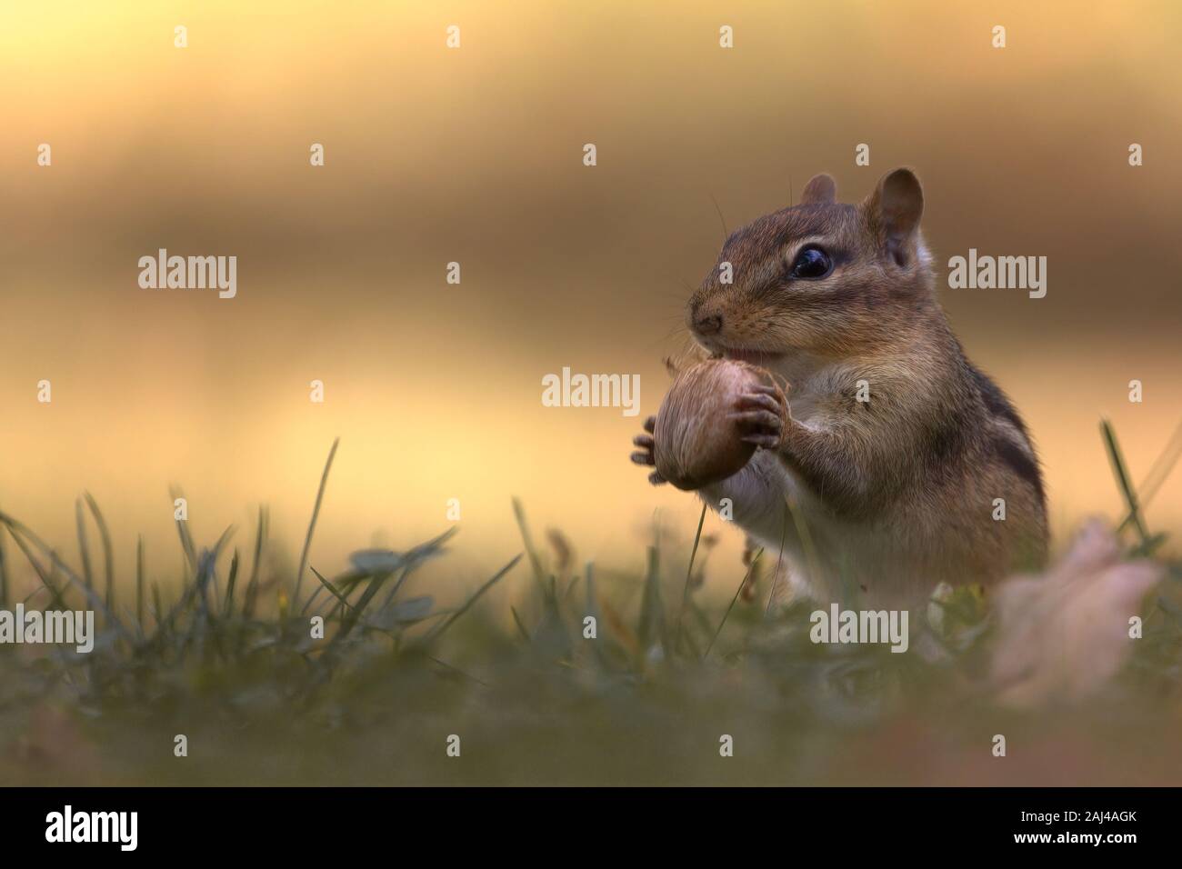 Chipmunk Naschen auf einem Acorn im Gras mit Sturz Farben im Hintergrund Stockfoto