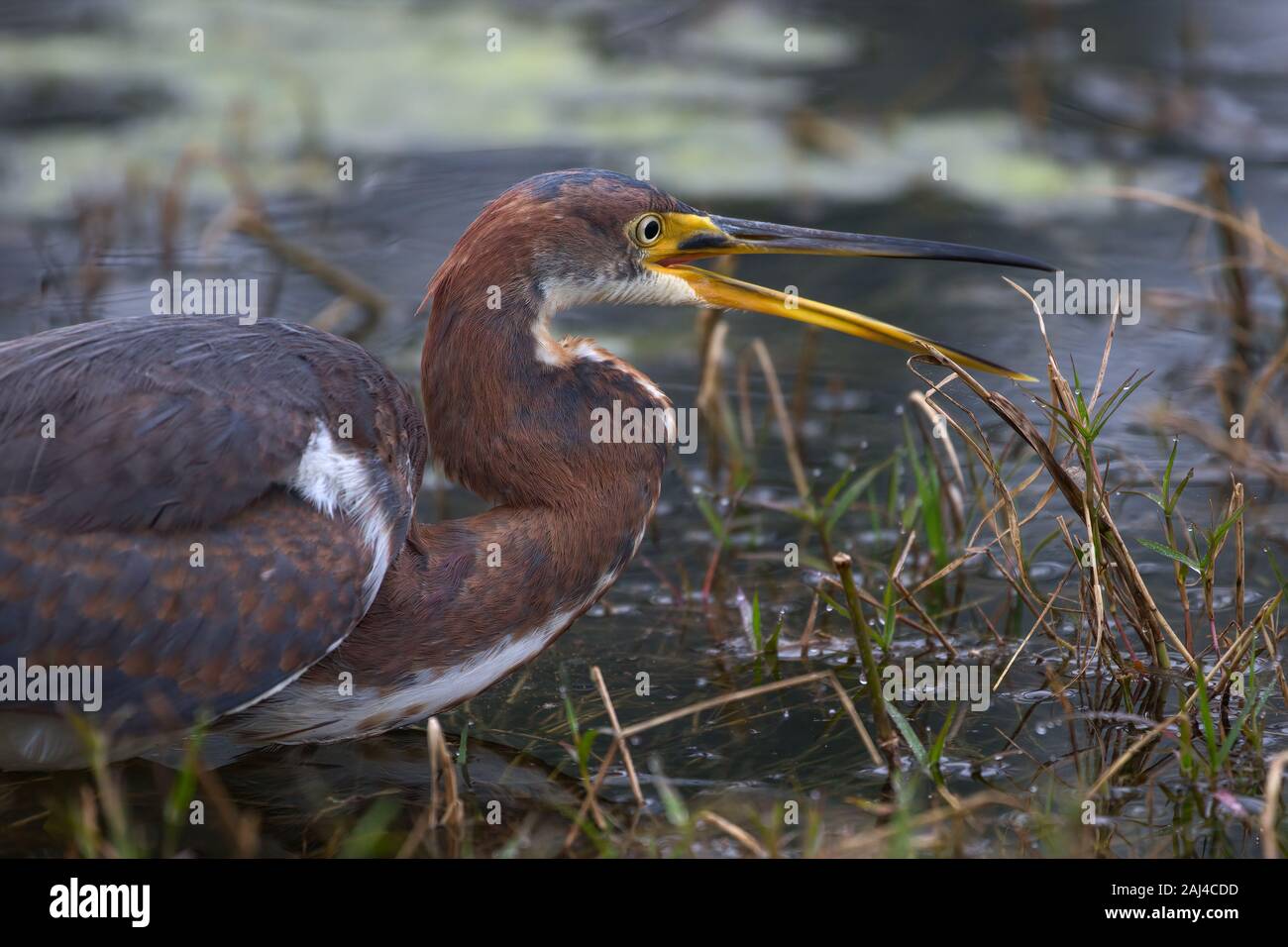 Juvenile dreifarbige Reiher Stalking Beute am Rande eines Teich In Florida Stockfoto