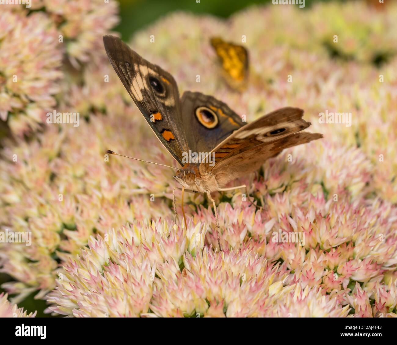 Detailansicht der Gemeinsamen Roßkastanie Schmetterling Fütterung auf Nektar von Sedum stonecrops Werk im Hinterhof flower garden Stockfoto