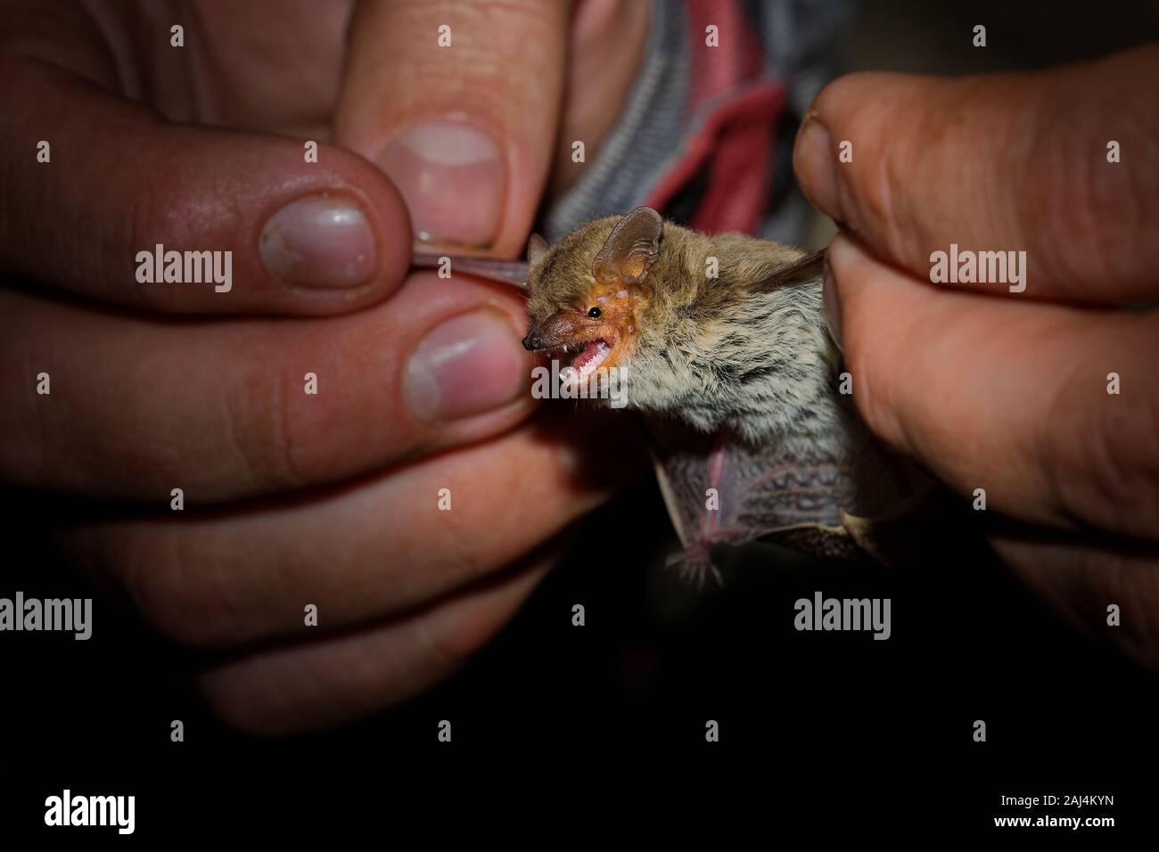 Ägypter (Kuhl) Pipistrelle - Pipistrellus pipistrellus kuhlii deserti oder oder aegyptius, Vesper bat, die in gemäßigten Wäldern, subtropische oder tropische Stockfoto