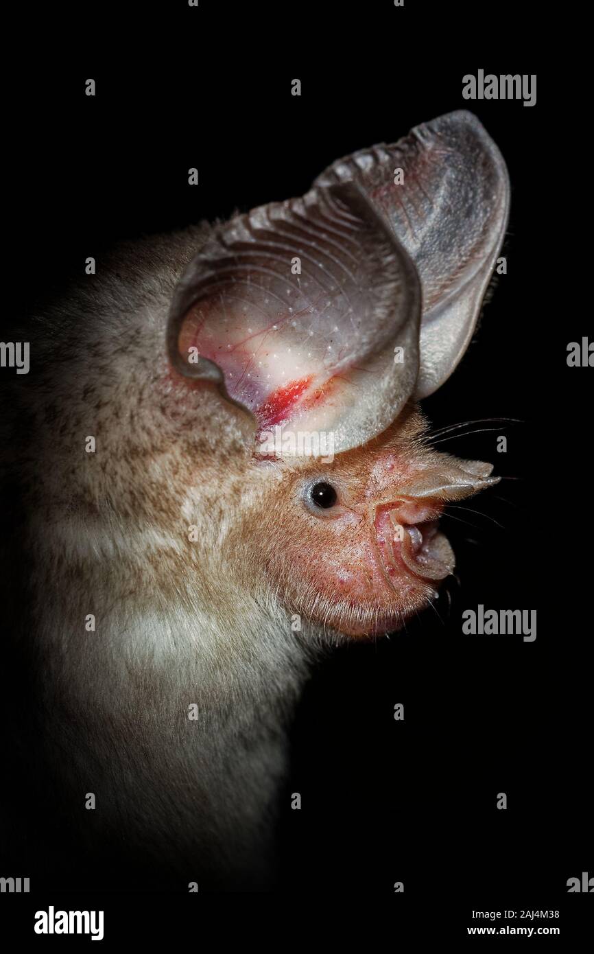 Trident bat oder trident leaf-bat-Asellia tridens Fledermausarten in Hipposideridae, natürliche Lebensräume sind subtropische oder tropische trockene Wälder, dr Stockfoto