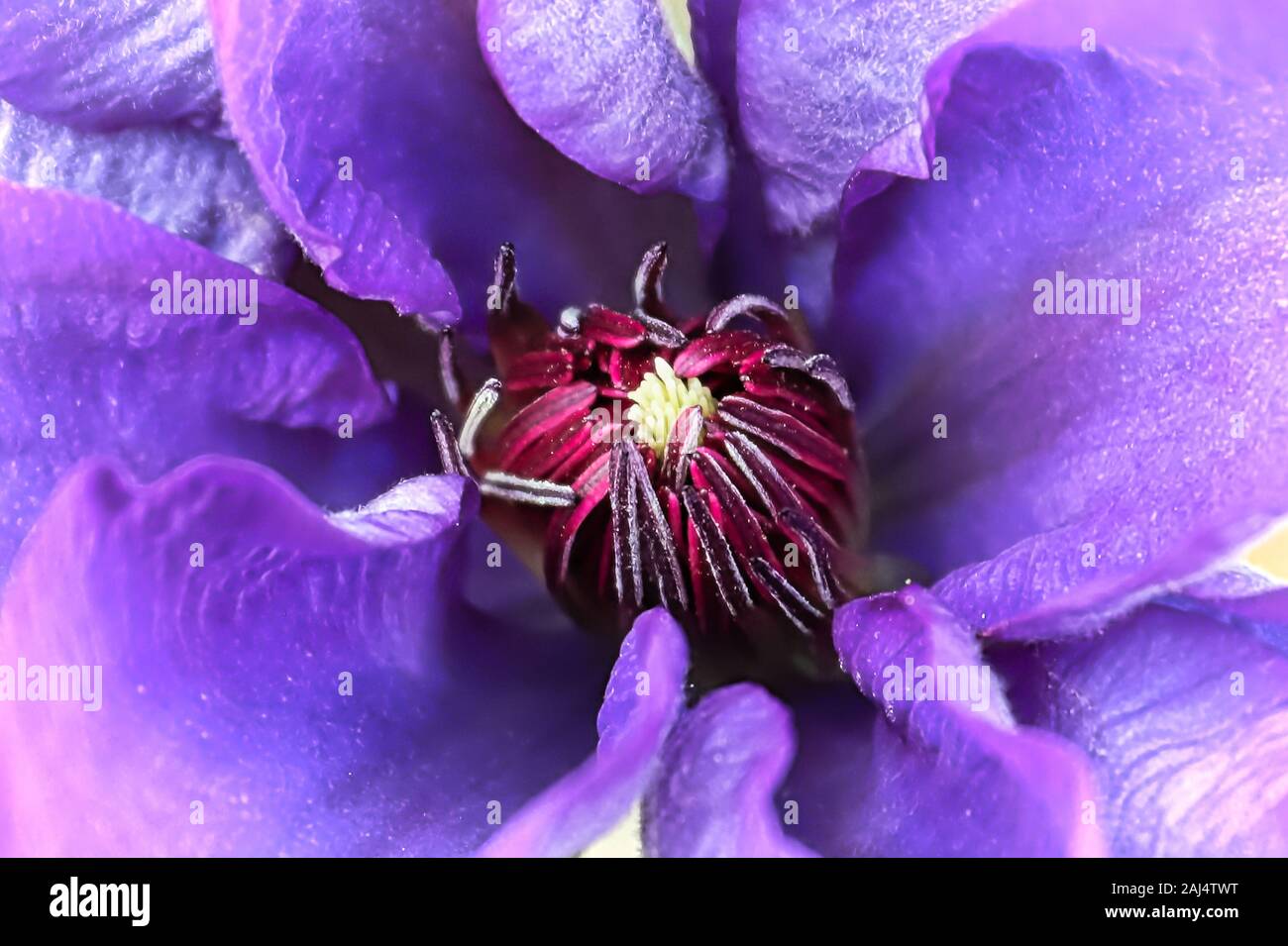 Makro des Zentrums der Clematis Blütenblätter. Stockfoto