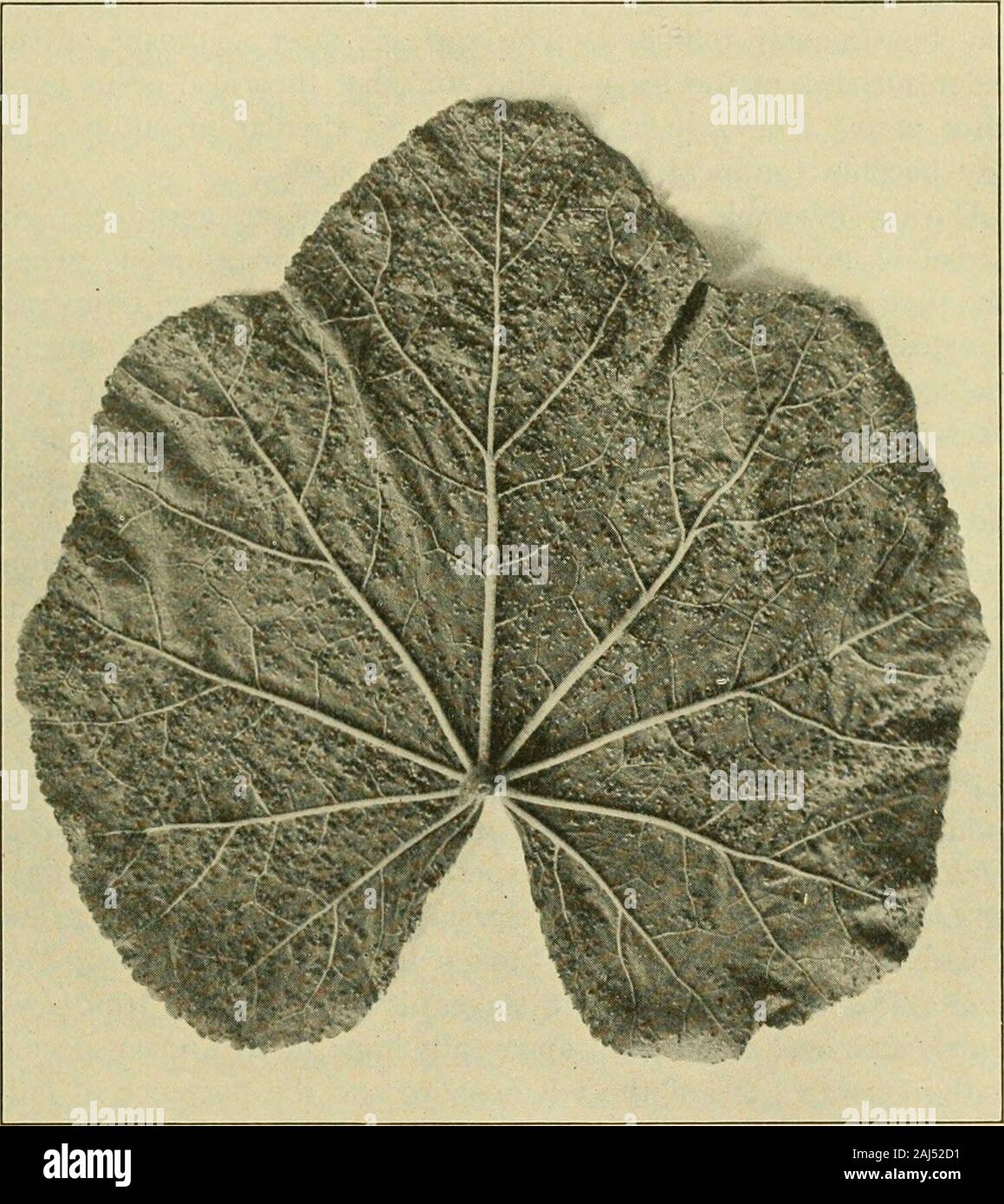 Fungous Krankheiten der Pflanzen. 6X14-20/L 1. Paraphyses sind reichlich vorhanden. Tranzschel abhalten - abgebaut, dass uredospores über Winter in St. Petersburg werecapable der Keimung im Folgenden Frühling gehalten. Die teleutospores erscheinen generell in kleinen Gruppen unter theuredospores und später verdrängen diese völlig. Die pusteln aregenerally pulverulent und Kastanien-braun. Die teleutospores arefrom sehr hell bis braun, auf die verschiedene Hosts rötlich. Ingeneral elliptische Form sind, tief eingeschnürt, und der twocells sind mehr oder weniger gleich, oft subspherical. Sie separatereadily. Diese Sporen sind Stockfoto