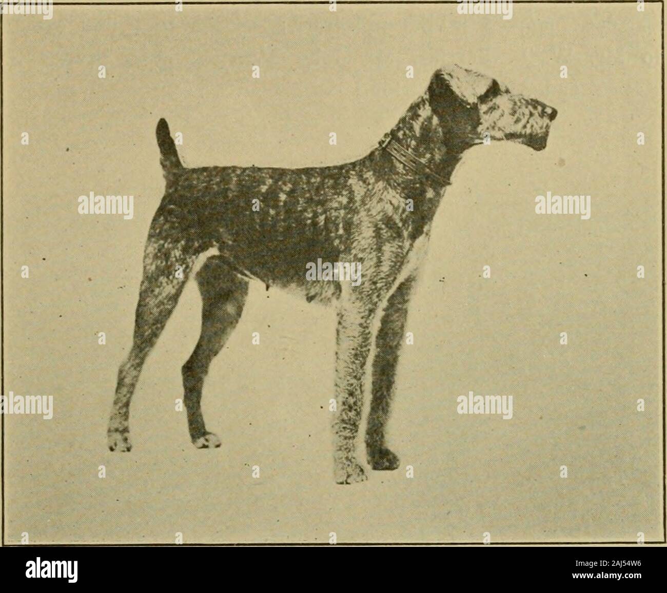 Der Airedale Terrier Standard vereinfacht. einfach ein Modell eines perfekten AiredaleTerrier zu machen, aber keine Menge Geschick könnte es Charakter verleihen. Gerade was givescharacter zu einem Hund ist schwer zu definieren. Aber es gibt bestimmte Dinge absolut 74 Wesentliche - Erste, wahren Charakter der Hund in der Art müssen korrekt sein - Bythis ist Konformation gedacht; er muss korrekte und properlycombined Form; er muss der glücklichen Mittelgroß, und alle Teile müssen bein richtigen Verhältnis zu dem Ganzen. Gute und Wahre, oder Freiheit, assome Begriff ist, ist auch ein wesentliches zu wahren Charakter. Viele ein Airedale machen Stockfoto