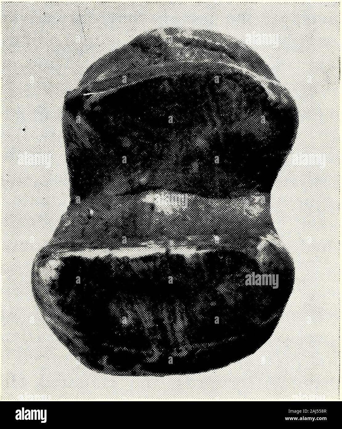 Die Viktorianischen Naturforscher. esponds zu den späten Mio-Szene (ca. 7 m.y.B. S.) hinsichtlich der weltweiten Geologischen Zeitskala. Es ist ungewöhnlich für eine Assemblage von Land säugetier Fossilien so accur werden unverzüglich in Australien vom becausegenerally die geologischen Bedingungen des fossilen Seiten ungünstig sind. Daher werden diese wenige Exemplare Forman wichtiger Bezugspunkt für dat-ing Sammlungen von Land Säugetier fossilsfrom an anderen Orten nur mit dem landmammals sich. Zwei Arten von Landsäugetieren arerepresented in Beaumaris und beide arediprotodontids. Zygomaturus gilli ist der ältesten und kleinsten Arten o Stockfoto