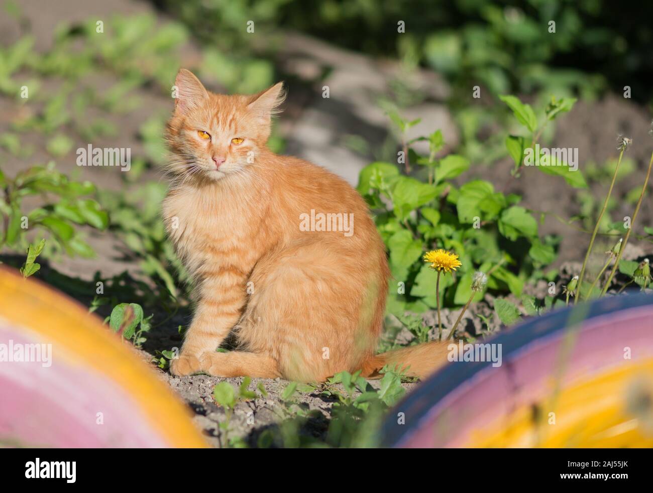 Obdachlose rote Katze mit orangefarbenen Augen sitzt auf einem Spielplatz in der Mitte des grünen Grases und blickt in die Kamera Stockfoto