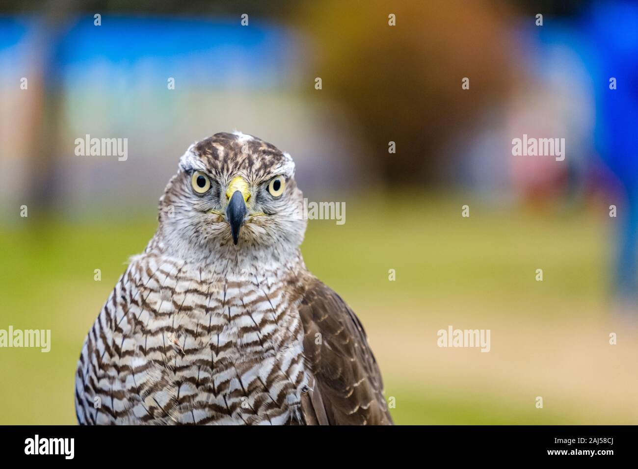 Bird Of Prey Stockfoto