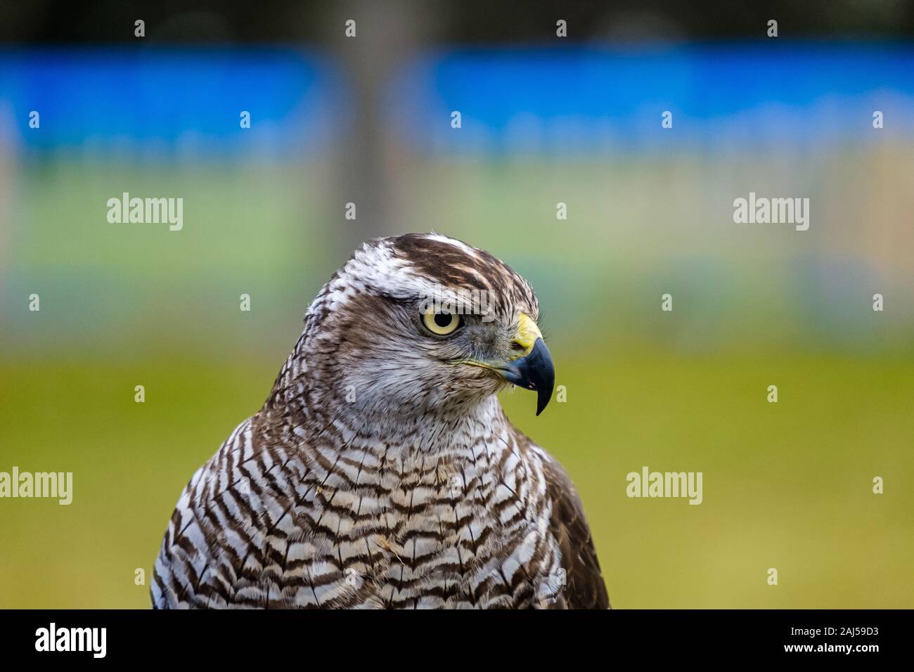 Bird Of Prey Stockfoto
