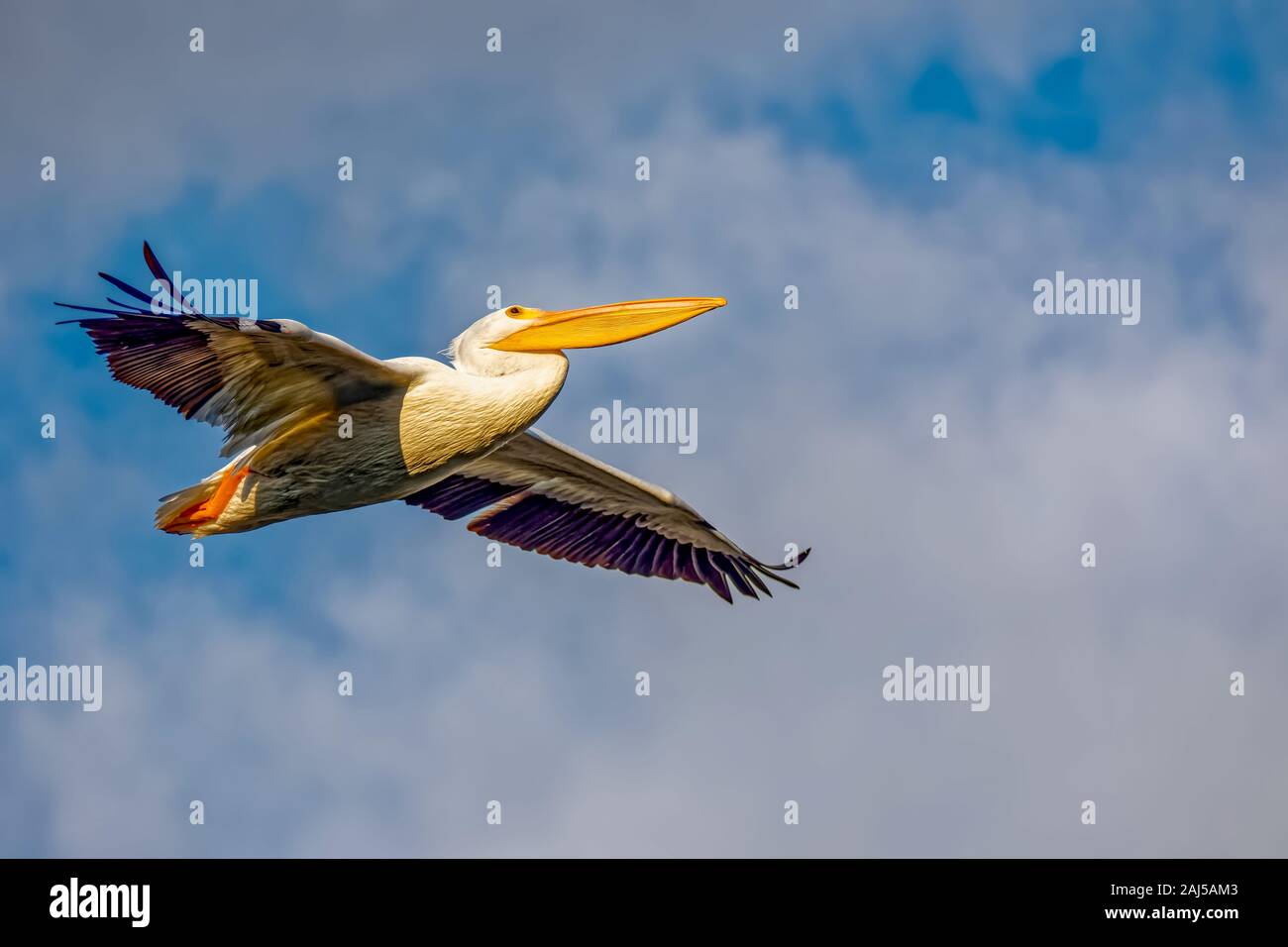 American White Pelican ((Pelecanus erythrorhynchos) fliegen in den Sepulveda Wildlife Sanctuary CA. USA Stockfoto