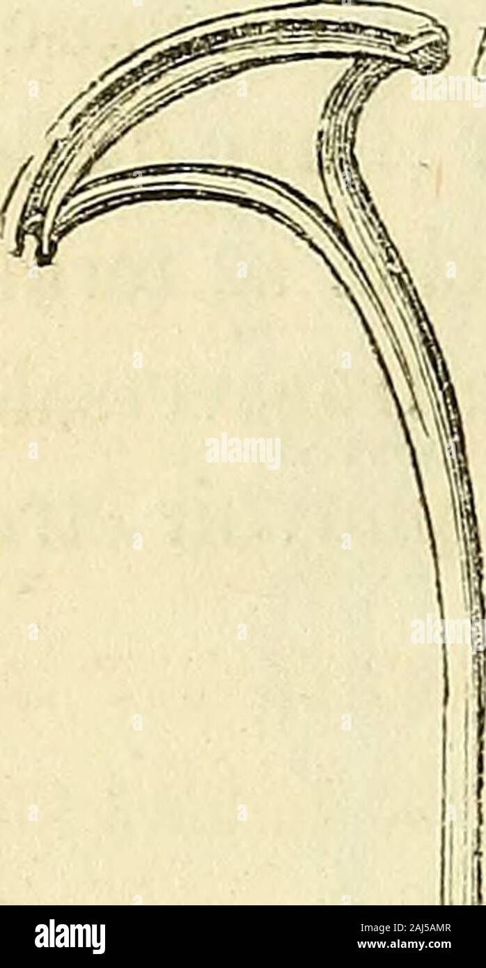 Arsenal de la Chirurgie contemporaine: Beschreibung, Mode d'Emploi et appréciation des appareils et Instrumente en Nutzung pour le Diagnostic et le traitement des maladies chirurgicales, l'orthopédie, La prothése, Les opérations simples, générales, Spéciales et obstétricales. u manche. Gießen Porter une Ligatur avec linstrument de Leroy (dÉtiolles), oncommencera par fixer lanse du Fil //, /t, h dans la gouttière/,/ménagéeentre les deux Plaketten c, d; lappareil, ainsi préparé, Étant porté en ar-rière du Voile du Palais, auf pousse le bouton de la première tige jusquàce que soient les Plaques arr Stockfoto