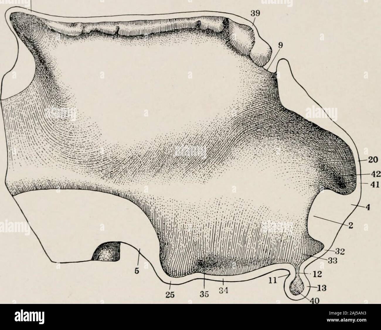 Die Morphologie und die evolutionäre Bedeutung der Zirbeldrüse Körper: Teil I ein Beitrag zur Untersuchung der epiphyse cerebri mit einer Interpretation der morphologischen, physiologischen und klinischen Beweise. Abb. 39 Die zirbeldrüse Körper in Cavia cobaya nach dErchia, 1896. Ds, Dorsalen sac; Kap., commissura habenularis; Sch., Pars intercalaris; Ep., Epiphyse cerebri; M, mittelhirn. Soweit bekannt ist, keine ähnlichen Auftreten hat inmammals mit Ausnahme eines einzigen Berichts durch Cutore 74 Inder neugeborene Bos iaurus, in dem zwei unterschiedliche Ausstülpungen inder epiphyseal Komplexe wer bemerkt worden Stockfoto