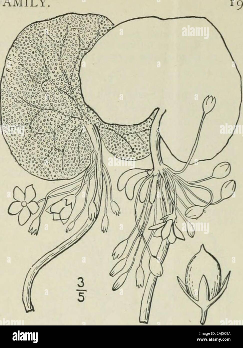 Eine Illustrierte Flora von der nördlichen USA, Kanada und die britischen Besitzungen: von Neufundland zu den Parallelen der südlichen Grenze von Virginia und vom Atlantik westwärts nach dem 102 Meridian. 2. Nymphoides aquaticum (Walt.) Kuntze. Größere schwebenden Herzen. Abb. ZZ7^. Anonymos aquatica Walt. Fl. Auto. 109. 1788. Villarsia aquatica Gmel. Syst. i: 447. 1791. Menyanthes trachyspcrma Michx. Fl. Bor. Bin ich: 126. 1803 Limnantheinuin trachyspermum A. Grau, Man. Ed. 5, 390. 1867. Limnantheniuin aquaticum Britton, Trans. N.Y. Acad. Sci. 9:12. 1889. Nymphoides aquaticum Kuntze, Stockfoto