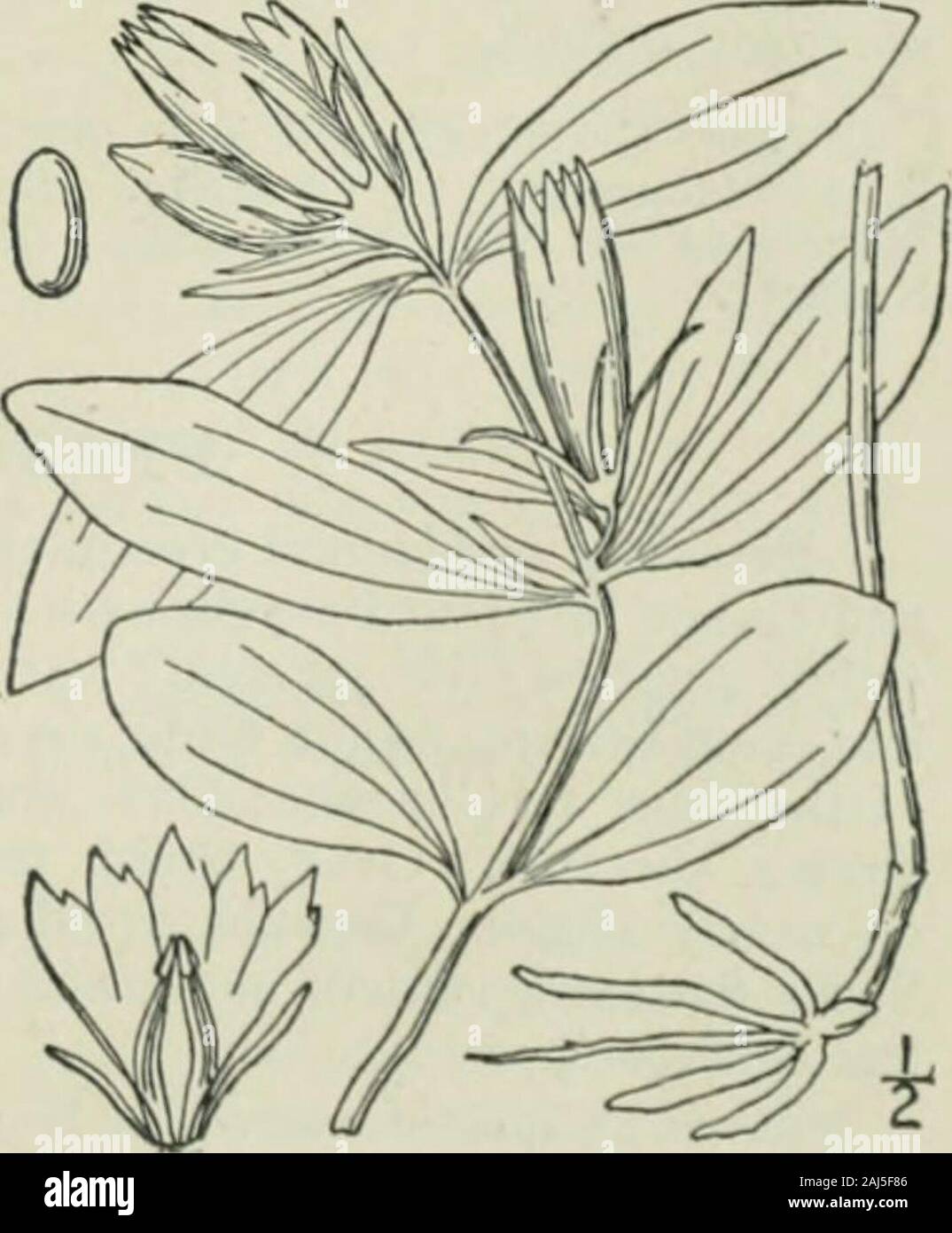 Eine Illustrierte Flora von der nördlichen USA, Kanada und die britischen Besitzungen: von Neufundland zu den Parallelen der südlichen Grenze von Virginia und vom Atlantik westwärts nach dem 102 Meridian. provesto ein Synonym sein der vorhergehenden Arten. Recordedfrom zentralen I&lt; ew York. Aug.-Scpt. 9. Dasystephana villosa (L.) Klein. StripedGentian. Abb. 3361. Gentiana villosa L. sp. PI. 228. 1753. Gentiana ochroleuca Froel. Gent. 35. 1796. D. villosa Kleine, Fl. SE. Us 931. 1903. Mehrjährig, kahl oder fast so; Stengel einfach, slen-der, terete, 6-i 8 hoch. Blätter ol) eiförmig, stumpf Stockfoto