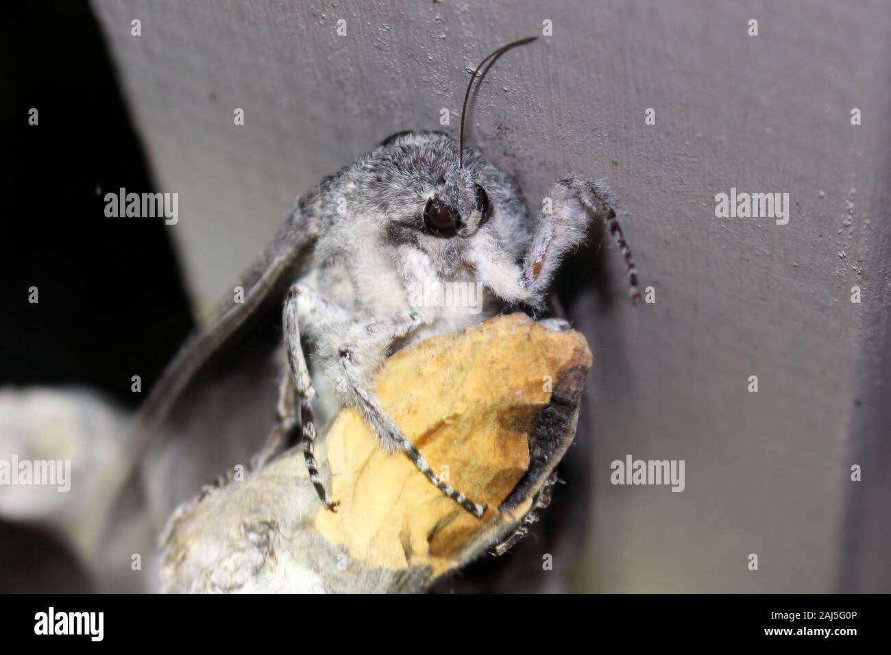 Riesige Holz Motte Endoxyla cinereus, Zuflucht in der Nacht, South Australia Stockfoto