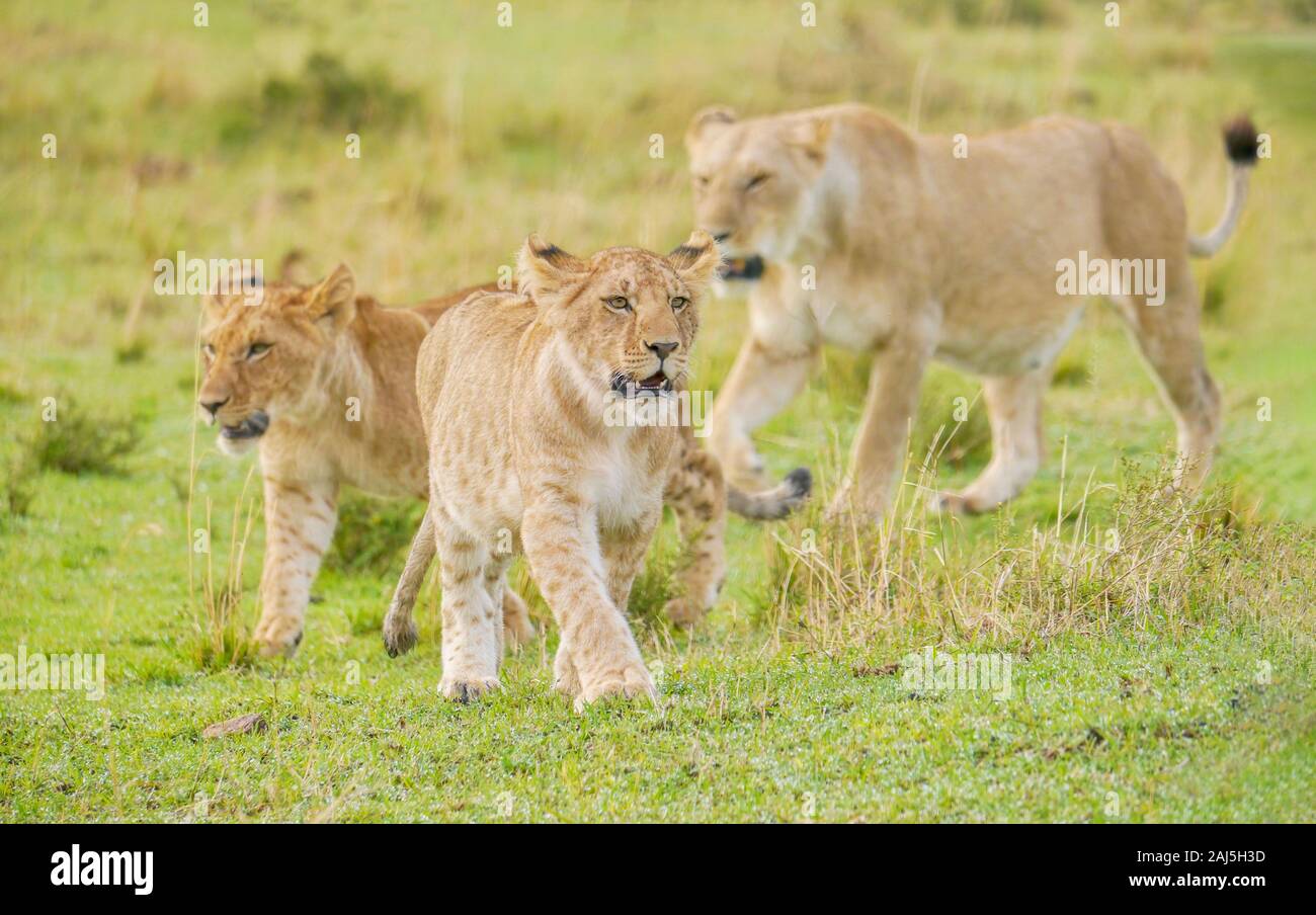 Ein gut gefüttert Lion cub sieht stark und heftig, als er vor seinem Bruder und Mutter in der Masai Mara in Kenia. Stockfoto