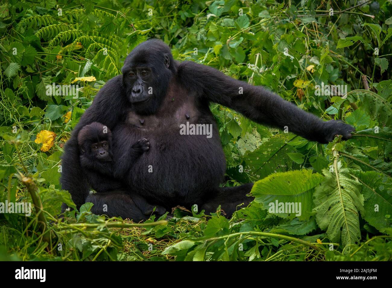 Eine Mutter Berggorilla (Gorilla beringei beringei) mit ihrem Kind, im Bwindi Impenetrable Nationalpark, Uganda. Stockfoto