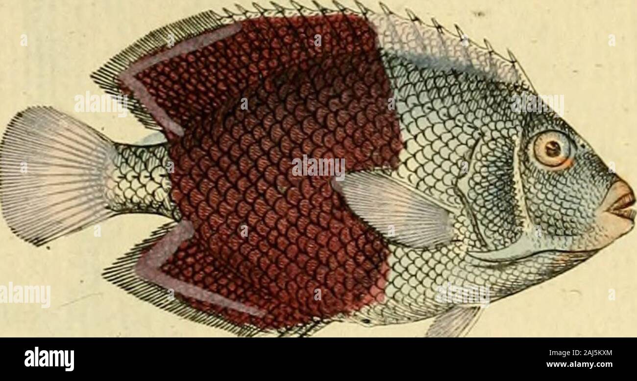 Ichthyologie; ou histoire naturelle de poissons De sechs Parteien avec 216 planches dessinÃ©es et enluminÃ © es d'Après-ski natu. X, &Lt;6U ^ ù. yScÂmCu/l. . Stockfoto