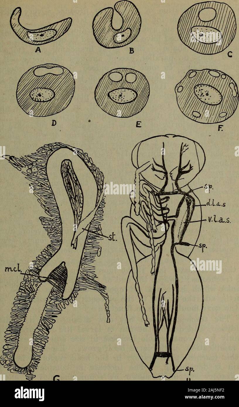 Transaktionen und Verfahren der königlichen Gesellschaft von South Australia (Integriert). tion des Lumens der Trachea, fing an zu einem Ende outwardsat Wachsen, wie es wuchs nach außen seine beiden freien Kanten fusedtogether, bilden ein Rohr. Eine tracheoloblast in diesem conditionleaving das renovierte Längs- Schiffe und die wachsende - Stationen einer tracheole der imago zu bilden, ist in Abb. 1 gezeigt. 82. Die Zelle mit seiner großen Kern dann weiter wuchs und furtherout, das Absondern der Hauptzweig des Systems nach, wie itadvanced. Bald jedoch, der Kern nicht mehr voraus, vielleicht wegen der Druck der Fett bo Stockfoto