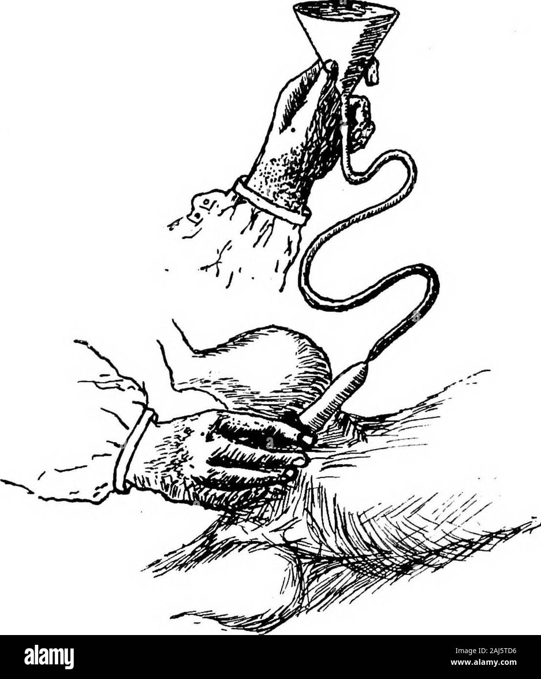 Hundestaupe, seine Komplikationen, Folgeerkrankungen und Behandlung. aspossible. Um dies zu erreichen, Cascara oder kalomel kann aspurgatives oder Ausscheidung durch die Haut durch die Anwendung von warmen feuchten Kleidung angeregt werden, Priessnitz verband, oder durch heiße Bäder, etc. Gewürze, Salz und Diuretika muss beavoided, und wenn es große Schmerzen und Bogenschiessen von: Diehintere, heiße Leinöl senfpflaster kann in der regionof die Nieren angewendet werden. Gerste - Wasser sollte fürden normalen Trinkwasser ersetzt werden, und urotropine threetimes gegeben ein Tag als Harnwege antiseptisch, in Dosen rangingbetween grs. v. und grs. xv. Zyste Stockfoto