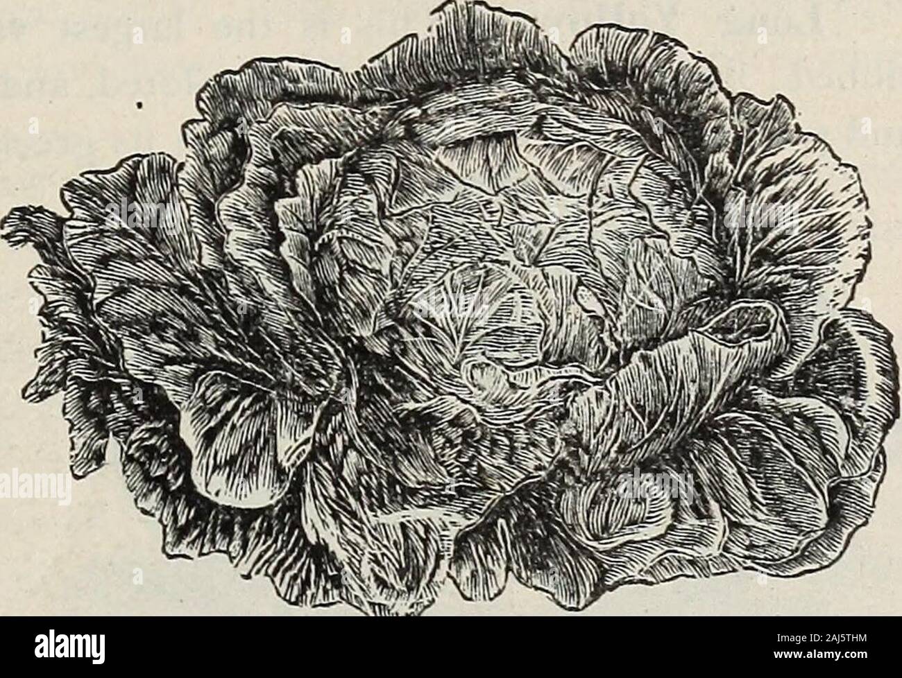 D M Fähre & Co den Samen Jahresbericht 1875. langsam bis zu Saatgut zu laufen; Der superbflavor und sehr widerstandsfähig. Wir de-Sire die Aufmerksamkeit der Marke Call-et Gärtner und Amateure insbesondere für thisvariety, decid-ly die beste Kultivierung. ^ jiF-Salat - Fähren frühen Preis Kopf, Kultur. - Eine veiy reichen Boden ist notwendig, feinen Kopf Salat zu produzieren. Itscrisp und zart Qualität hängt sehr stark von einer üppigen und kräftiges Wachstum. Die frühesten Aussaat kann im März unter Glas, mit leichten Hitze. Die Pflanzen dünn Halten, und viel Luft an den Rahmen zugeben, jeden Tag. Blätter liefert, Leistungsbeschreibung in der ope Stockfoto