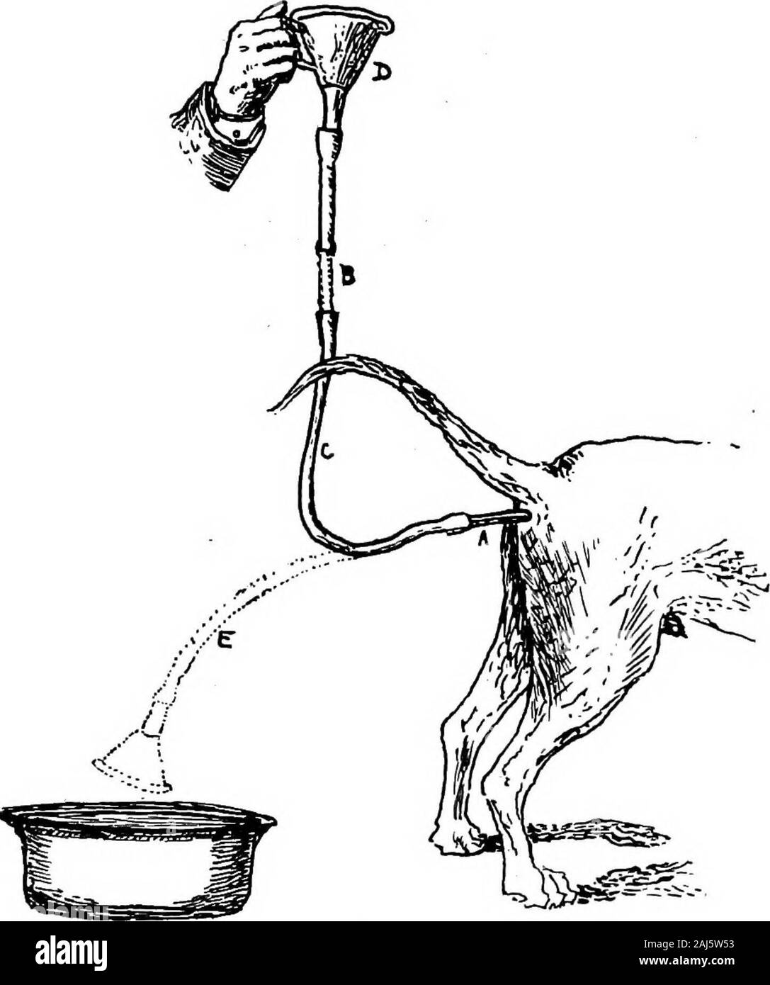 Hundestaupe, seine Komplikationen, Folgeerkrankungen und Behandlung. durch die injec- warmen Kochsalzlösung (i Teelöffel zu den Pint) mit einer Vorrichtung gebaut wie folgt: eine Länge ofrubber Schläuche - etwa 2 oder 3 Fuß - mit einem lumen von Zoll, ist an einem Ende mit einem Gummi (menschlichen) rectaltube durch ein Glas angeschlossen; am anderen Ende ein Glas funnelis eingefügt. Die rektale Rohr mit Vaseline gesalbt ist, thesolution ist in den Trichter gegossen, bis es am unteren Ende läuft, wenn das Rohr dann vorsichtig sein hoch kann insertedas wie möglich in das Rektum. Es ist klug zu haltendie Trichter nur ein sl Stockfoto