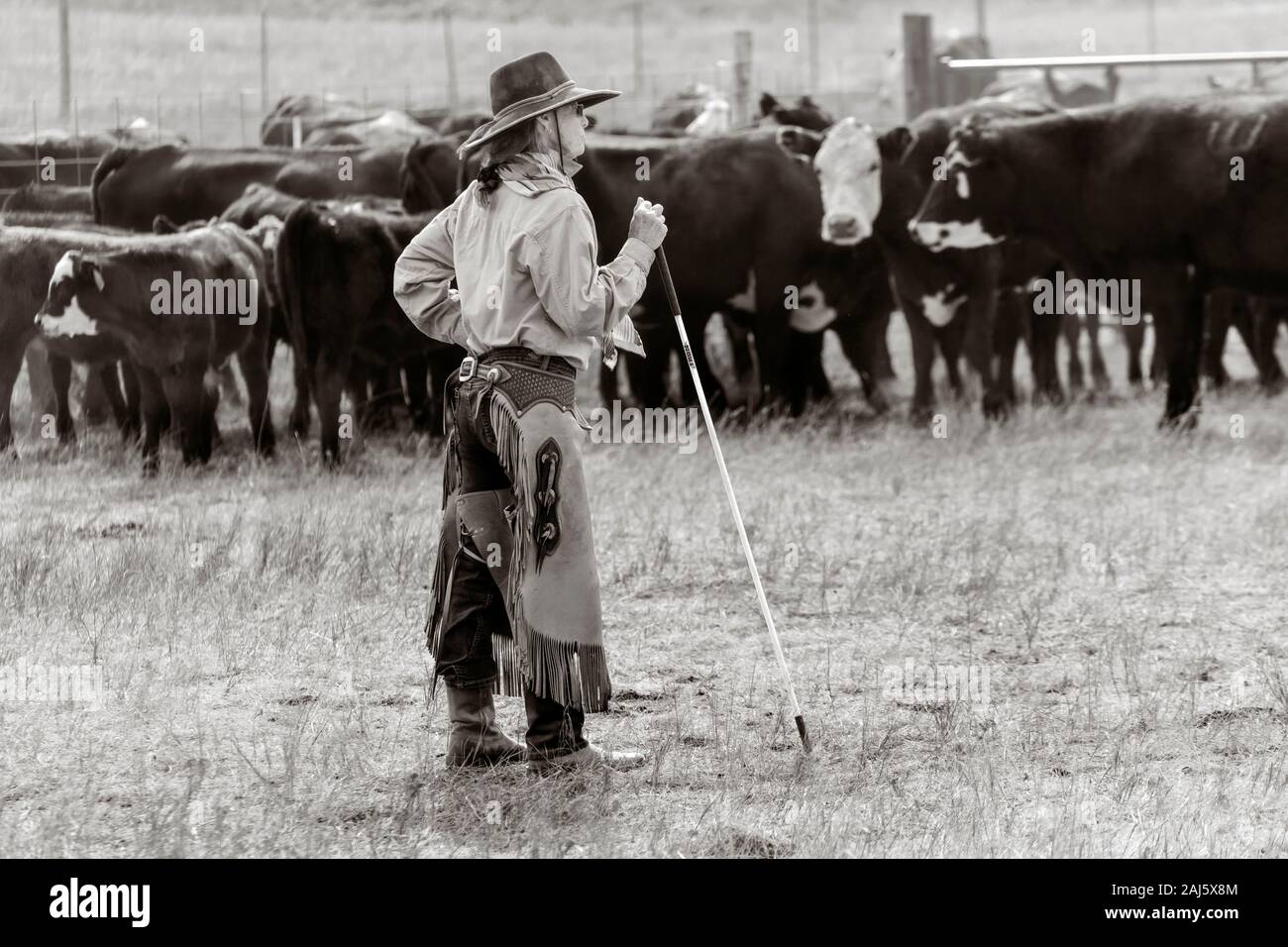 WY 04152-00-BW... WYOMING - Rinder Roundup auf dem Willow Creek Ranch. Stockfoto