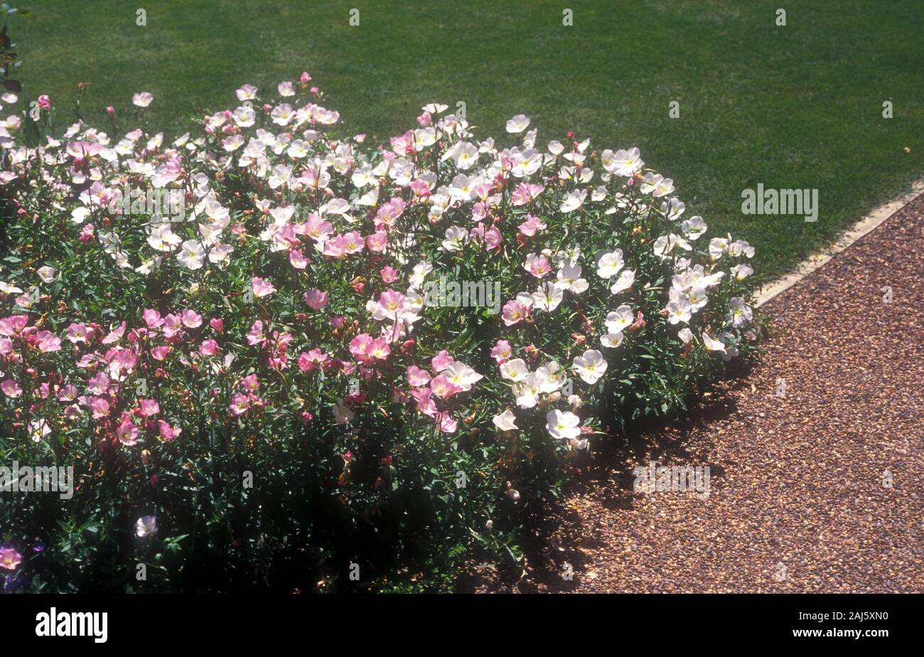 Auffällige Nachtkerzenöl (Oenothera SPECIOSA) wachsende neben Kies weg Stockfoto