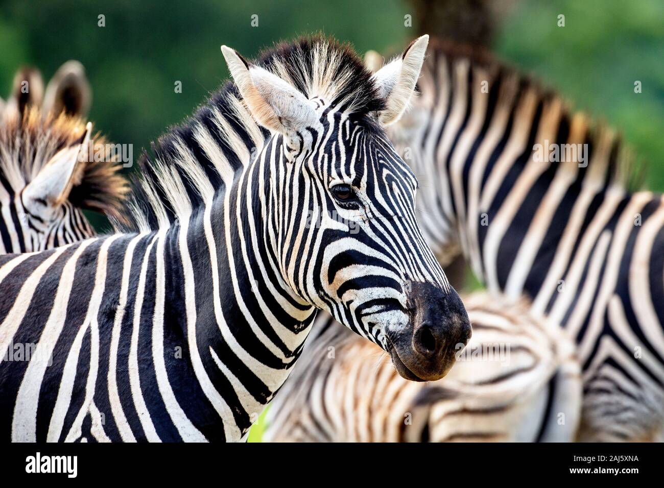 Nahaufnahme von Burchells Zebra im Milwane Wildlife Sanctuary, Eswatini (Swasiland) Stockfoto