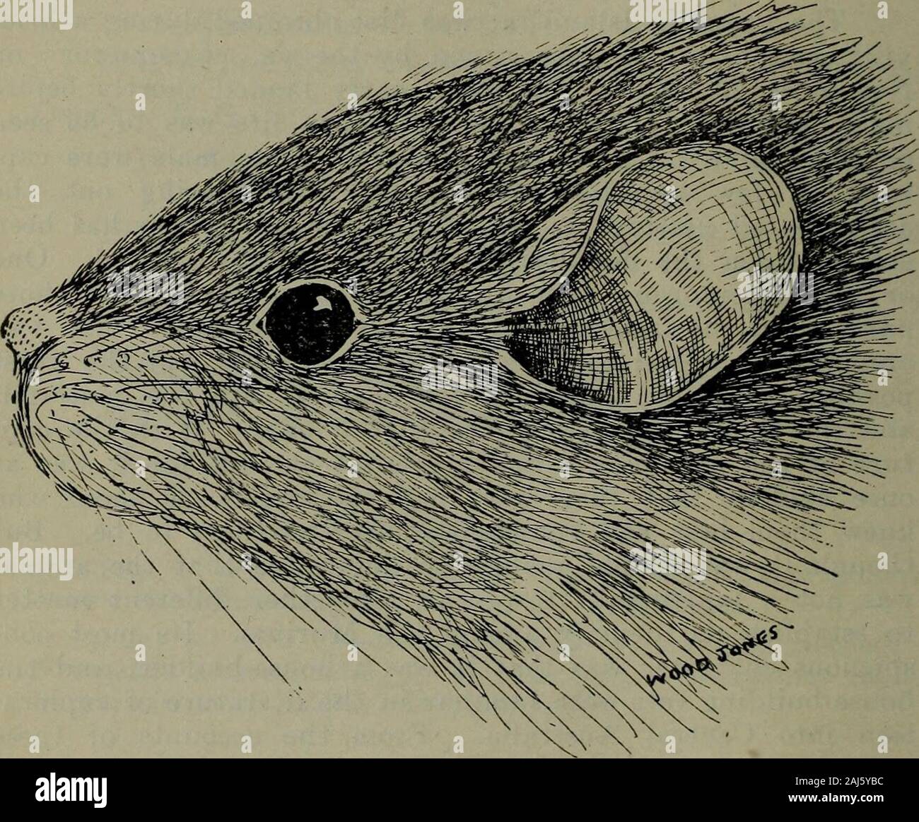 Transaktionen und Verfahren der königlichen Gesellschaft von South Australia (Integriert). d Thomas, am BritishMuseum. Er war gut genug, dass theanimal war nicht Conilurtis conditor zu antworten, sondern war ein Mitglied der thegenus Lepordhis, und möglicherweise war eine neue Spezies. Die zweite und Jüngere, Muster wurde daher auf die BritishMuseum gesendet, die bei der Erstellung der Diagnose zu Hilfe, andsubsequently der Ratte wurde von Herrn Oldfield Thomas 182 (Annalen und Magazin der Naturgeschichte, ser beschrieben. 9, Bd. VIII, S. 618, Dec, 1921), und dem Namen Leporillus jonesi. Wenn itwas fand heraus, dass die Ratte war ein n Stockfoto