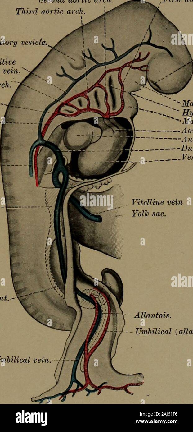 Ein Lehrbuch der zahnärztlichen Histologie und Embryologie, einschließlich Labor Richtungen. Embryo Übersicht branchial Bögen und stomodeum. Platte XIX zweite aortenbogen. Dritten Aortenbogen. Auditive Vesikel, Primitivejugular Vene.^ Vierte, Aortenbogen fünften Aorten-arch. Dorsalis. Kardinal Vene. Mid-gut. Hind-gut. -. Erste Aortenbogen. - Olfaktorische Grube. Maxillaris. Hyomandibular cleft. Mandibularbogen. Aortenwurzel. Die ohrmuschel. Leitung von Cuvier. Ventrikel. Allantois. - Nabelschnur {allantois Arterie). Nabelschnur Profil anzeigen eines menschlichen Embryos auf 20 geschätzt - oneDays Alt. (Nach seinem.) Übersicht branchial Ar Stockfoto