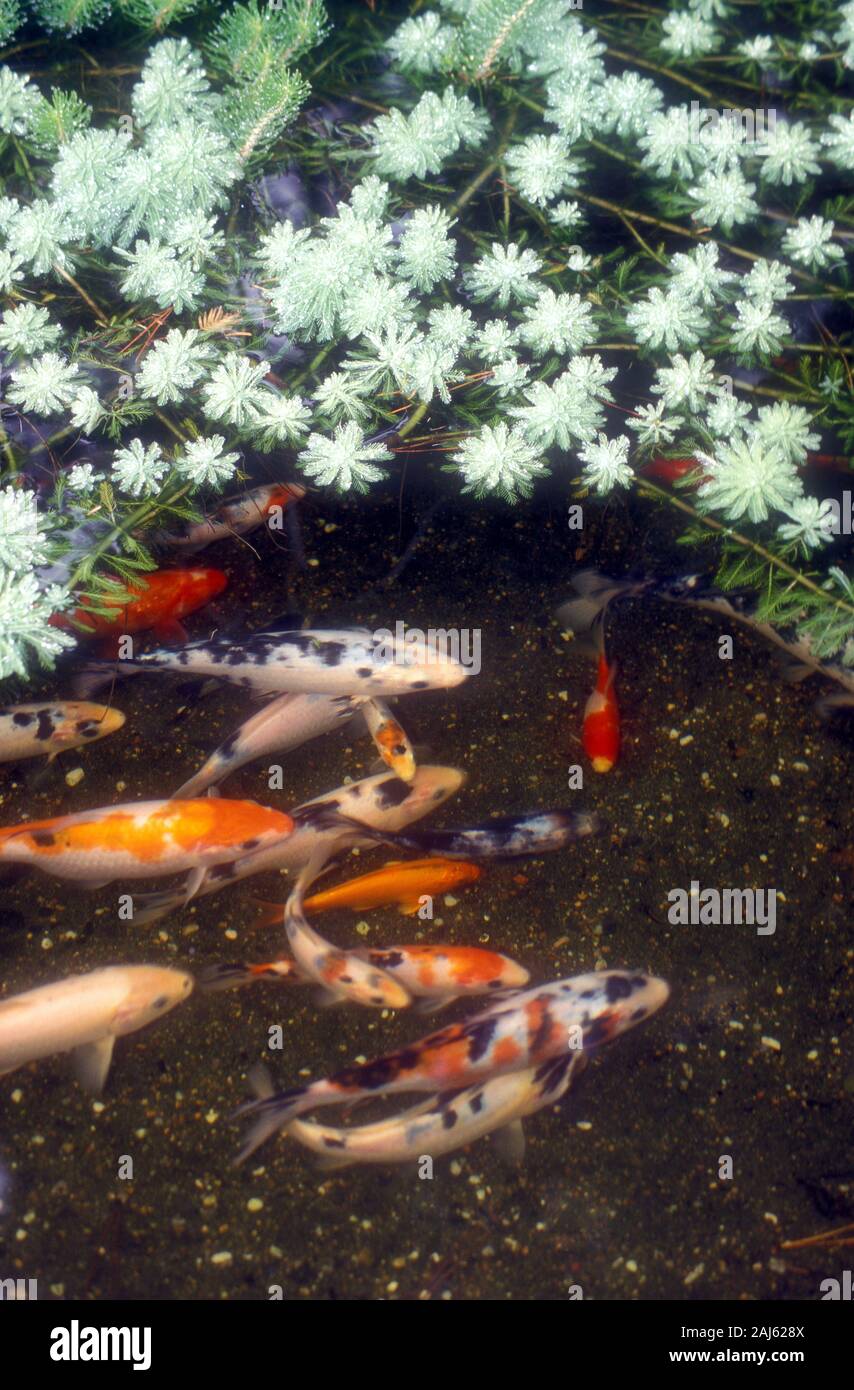 Schule der koi Fotos und Bildmaterial in hoher Auflösung Alamy