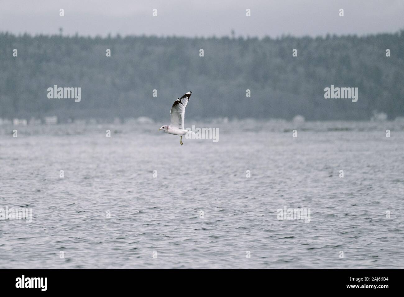 Seitenansicht einer Mew Gull, die über dem Puget Sound in Washington schweben Stockfoto