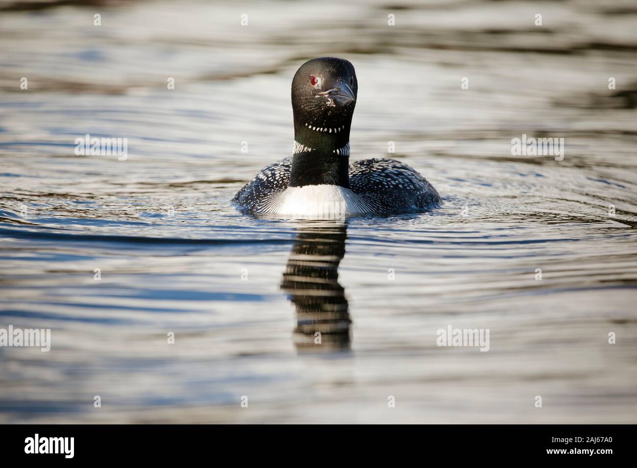 Loon Schwimmen spiegelt sich auf dem See. Stockfoto