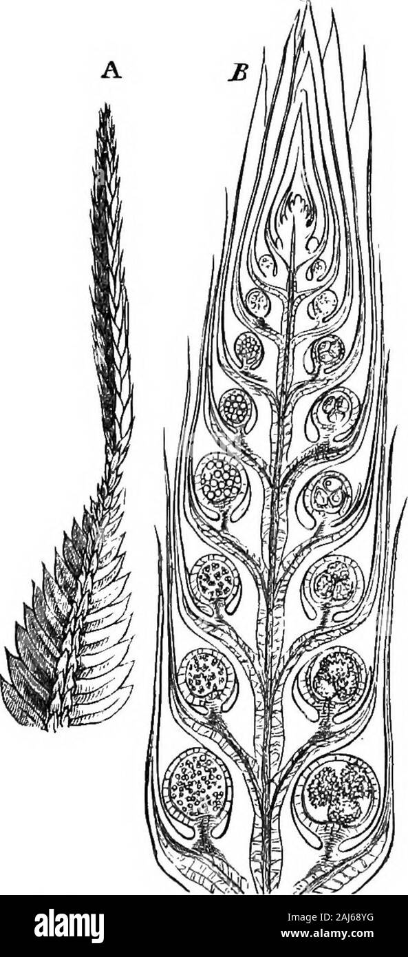 Kohle; seine Geschichte und verwendet. Abb. 10. Querschnitt von Stammzellen von Selagiuella (x150). Von Sachs Botanik. Krautigen Formen des gleichen Typs; es zeigt die Ex-Zelt zu v? hich physiologische Anpassung kann Maske realaffinity. Die Frucht der Lepidodendrou (oft als Lepidostrobus) ist wichtiger als jeder andere Teil der Pflanze forsystematic Zwecke. Es hat eine etwas zylindrische Form, sondern ist oben und unten abgerundet. Nach außen ist Es denselycovered mit überlappenden Schuppen, die lediglich leavesslightly geändert. Die interne Struktur einer Lepidos-H 2 100 Kohle. trobus am besten unders. Stockfoto