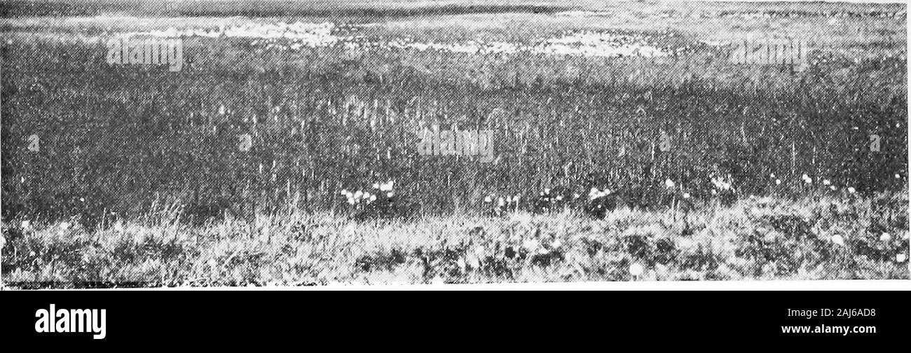 Bericht der Kanadischen Arktis Expedition 1913-18. Abb. 1 - Große Seen in der Nähe von Konganevik, Camden Bay, Alaska. Juli 4, 1914. Abb. 2 - Tundra Teich überwachsen mit Hippuris, Carex. und Eriophorum auf Herschel Island, Yukon Territory, Juli 29, 1016, 43788 - 24 Krebs Leben n21 Platte II. Stockfoto