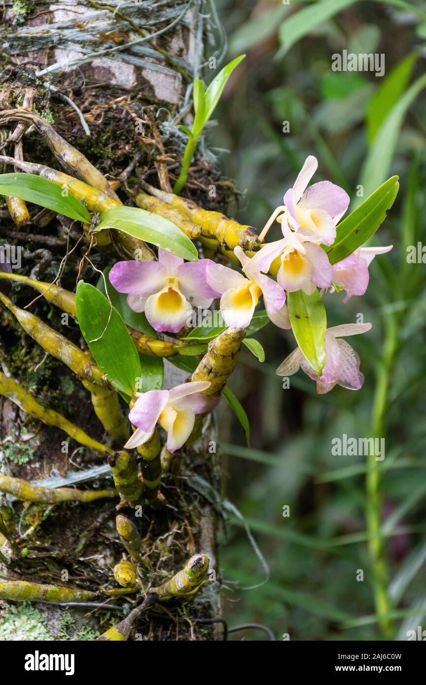 Schöne Orchidee mit rosa Blumen hängende Form Regenwald Baumstamm,  Mantiqueira Berge, Rio de Janeiro, Brasilien Stockfotografie - Alamy