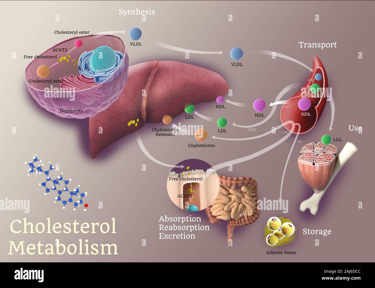 Cholesterin Computergraphik Weg digitale Illustration Stockfoto