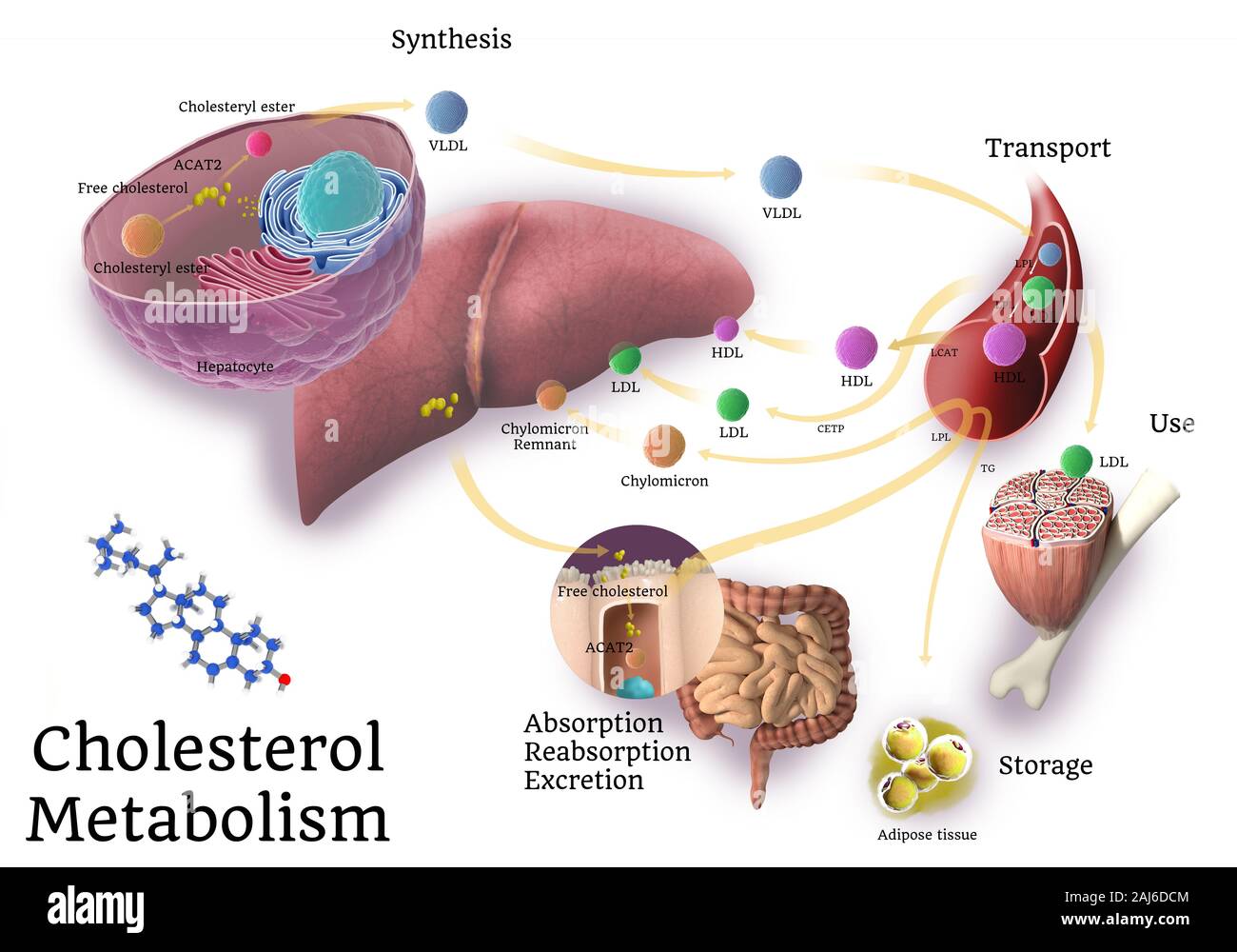 Cholesterin Computergraphik Weg digitale Illustration Stockfoto