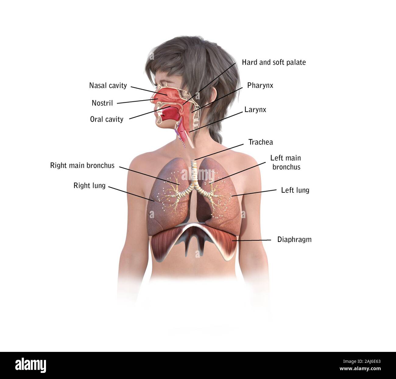 3D-Render eines weiblichen Atmungsorgane Stockfoto