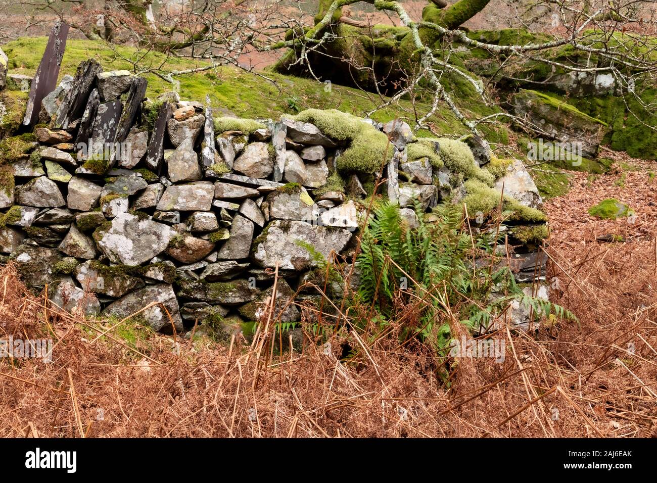 Alte Trockenmauern Wand, Moos und Bäume, Snowdonia, North Wales Stockfoto