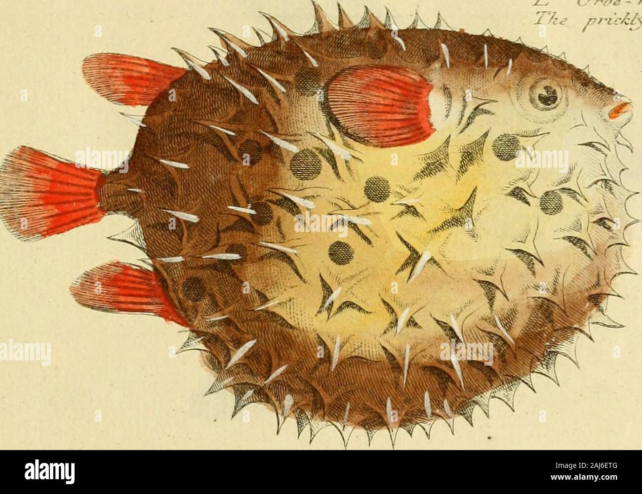 Ichthyologie; ou histoire naturelle de poissons De sechs Parteien avec 216 planches dessinÃ©es et enluminÃ © es d'Après-ski natu. /. Jr, -12--.. OKBWULAJÛS? Stockfoto