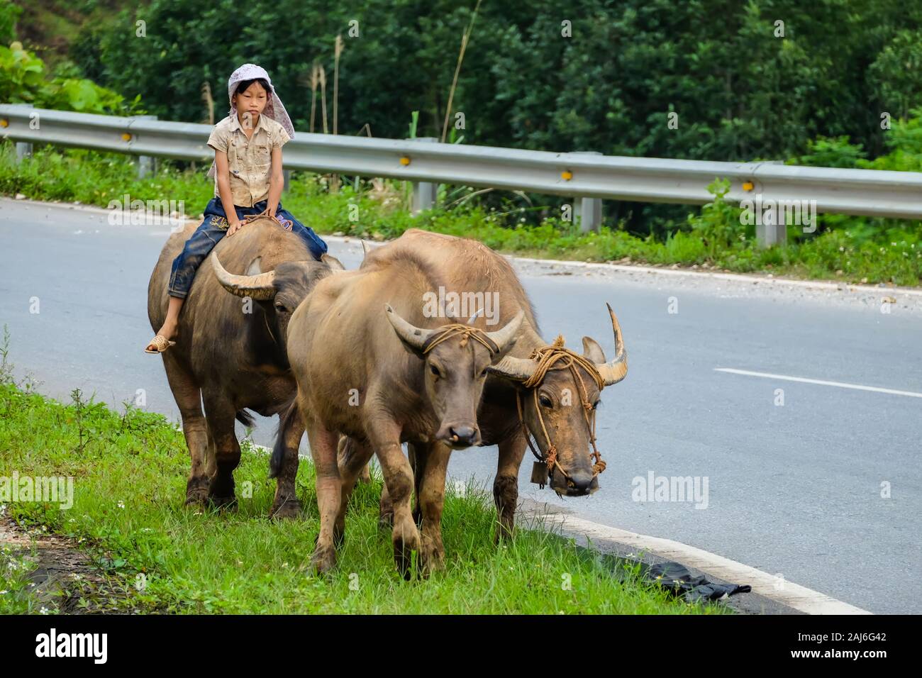 In der Nähe von Can Cau, Vietnam; 22. April 2017. Junge Reiter Wasserbüffel auf ländlichen Straßen Stockfoto