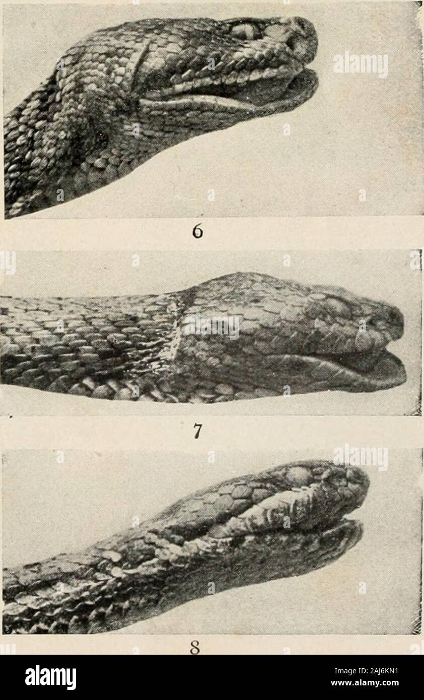 Die Reptilien Buch; eine umfassende popularisiert Arbeiten über die Struktur und die Gewohnheiten der Schildkröten, Schildkröten, Echsen und Schlangen crocodilians, welche die Vereinigten Staaten die bewohnen und im nördlichen Mexiko. NORTH AMERICAN KLAPPERSCHLANGEN. 1 Diamant Klapperschlange, Crotahts adamanlcus. 2 Western Diamant Klapperschlange, Crotalus a/Rnx. 3 Pacific Rattlesnake, Crotalvs oregonus. 4 Prairie Klapperschlange, confluenlus Crotal-us. 5 Gebändert oder Holz Klapperschlange, Crotalus Iwrridus. 6 Blark-tailed Klapperschlange, Crotalus molossus. 1 Grüne Klapperschlange, Crotalus Fuchsjagd. 8 Preise Klapperschlange, Crotalus Pricei. Die Reptilien BUCH PLATTE CX Stockfoto