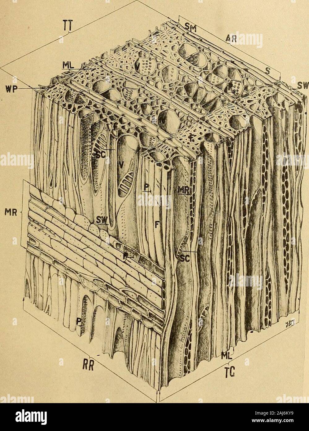 Der brennofen Trocknung von Schnittholz; eine praktische und theoretische Abhandlung. tirely fehlt im gymnosperms. In etwas Holz, rote Eiche, diese Schiffe sind completelyopen Passagen, so dass die Luft leicht aufgrund ihrer Stick des grünen Wald viele Fuß in der Länge ausgeblasen werden. Inothers, wie weißer Eiche, zum Beispiel, die Rohre durch areblocked ingrowths von dünnwandigen Zellen astyloses. Es ist unmöglich, auf diesem Konto anyappreciable Menge Luft durch ein Stück freshwhite Eiche zu zwingen, sogar ein Zoll in der Länge. Dies ist der Grund, warum whiteoak ist solch ein exzellentes Holz für enge Böttcherei, in der Erwägung, rote Eiche ein Leck machen würde Stockfoto