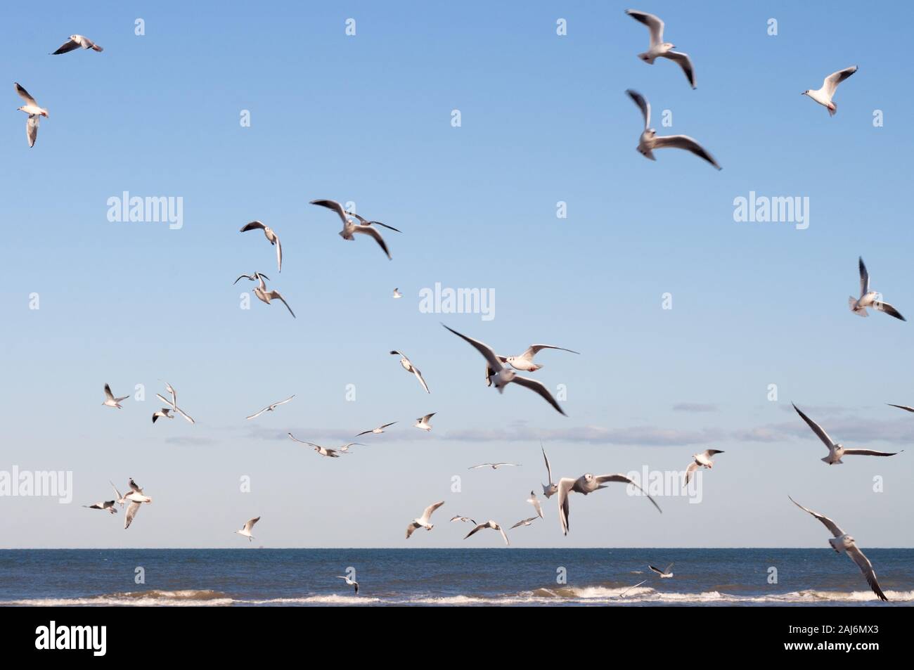 Fliegende Möwen am Strand. Herde von Möwen im Flug, Möwe fliegen Himmel als Freiheit Konzept. Möwen fliegen in verschiedenen Formen und Richtungen Stockfoto