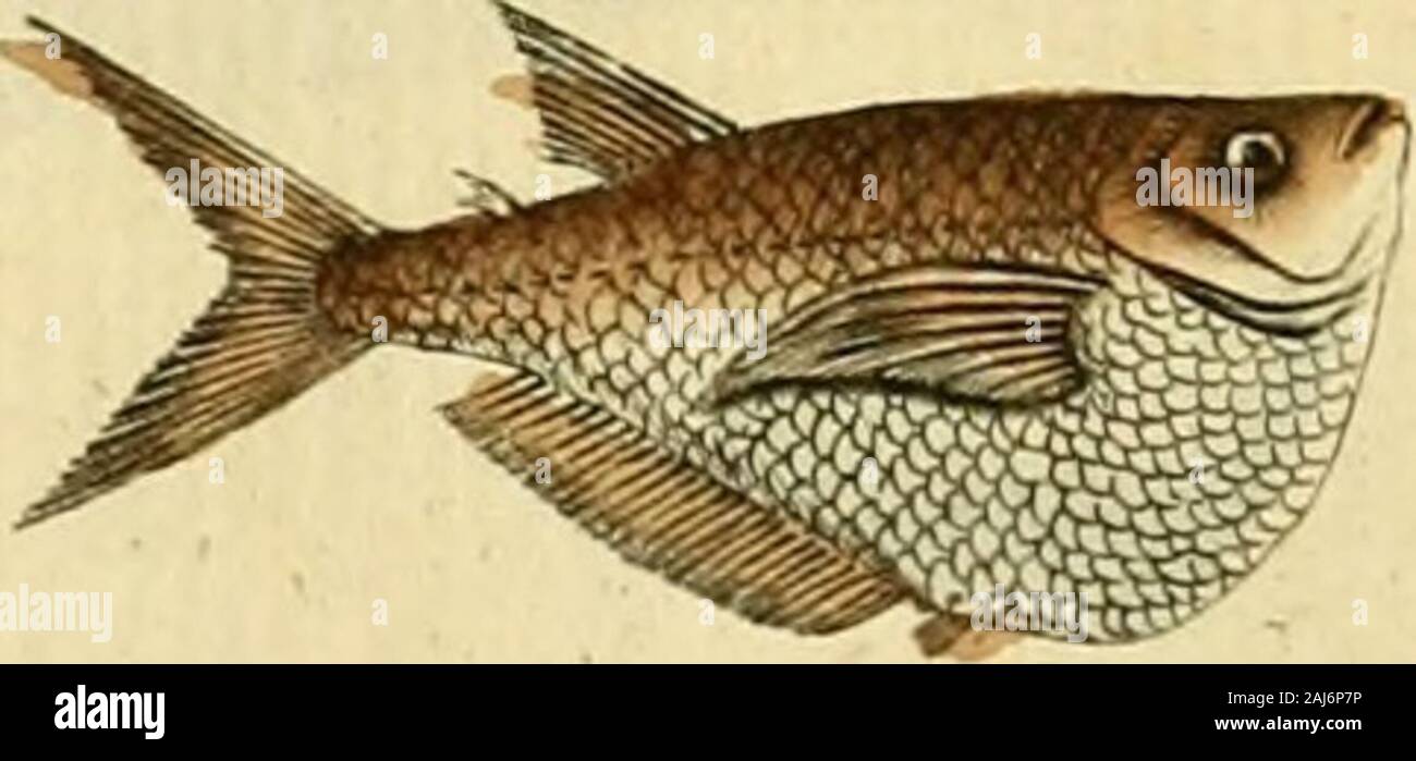 Ichthyologie; ou histoire naturelle de poissons De sechs Parteien avec 216 planches dessinÃ©es et enluminÃ © es d'Après-ski natu. C. &.Ç&r/&/. 98. Stockfoto