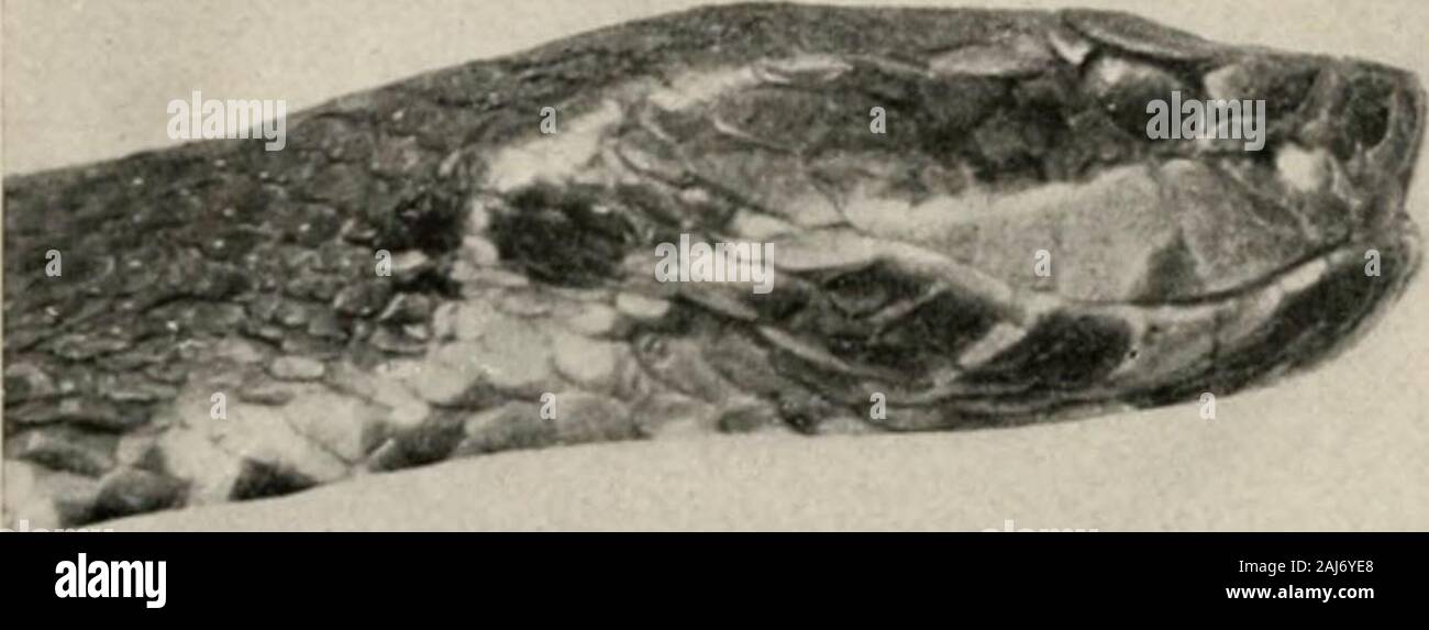 Die Reptilien Buch; eine umfassende popularisiert Arbeiten über die Struktur und die Gewohnheiten der Schildkröten, Schildkröten, Echsen und Schlangen crocodilians, welche die Vereinigten Staaten die bewohnen und im nördlichen Mexiko. COPPERHEAD SNAKE, Ancistrodon contortrix - Texas Phase im südlichen Teil der Vereinigten Staaten, der Copperhead Snake reicht so weit nach Westen ein * die Rio Grande Western RiverThe Phase hat weniger und viel breitere Bänder, während die Erwachsenen hat eine blass grünlich Schwanz die Reptilien BUCH PLATTE CXXH. Stockfoto