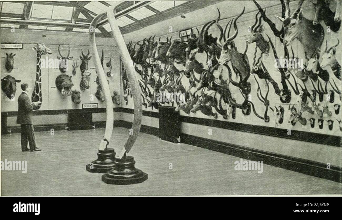 Rod und Gewehr. Eine Ecke oi lUl Zuuiofeical Sennes, Sho. v. ng Einige ol tlu-Wild Cut:, jw] SHR:p,. Köpfe und Hörner Sammlung in New York. Teile der Friseur, Madeiro und Housb Beiträge. / O-^m STANGE UND GEWEHR IN KANADA# VOL. 13 Woodstock, Ont., Juli, 1911 Nach dem Pelz Wanderwege eine anstrengende Rückreise Nr. 2 VON R. J. PBASER. Karibus und Elche, Polar bearwhite Wal- und Dichtung, Arktis andcolored Fuchs, Marder, Nerze, Biber und Hermelin, Kaninchen, graygoose und weißen Schwan, schwarz und mallardducks, fichte Rebhuhn, Schneehuhn, Plov - äh und Schnepfen, die wir schossen, gefangen, andsnared in variable Anzahl wit Stockfoto